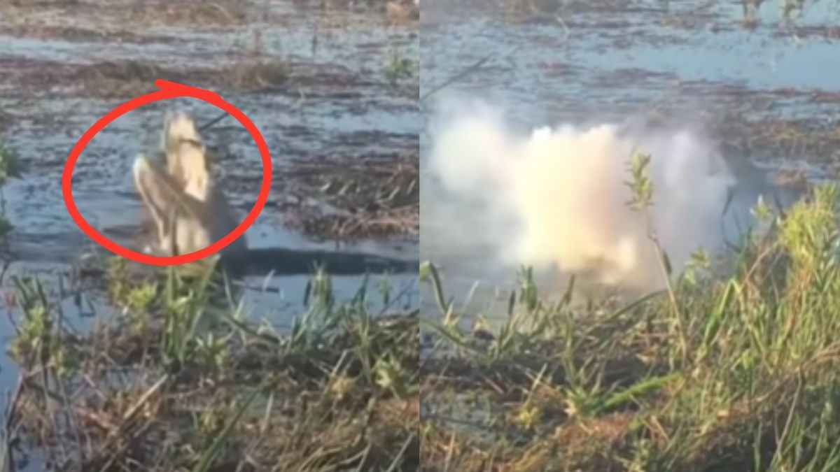 हवा में उड़ते ड्रोन पर मगरमच्छ का हमला; फिर हुआ कुछ ऐसा, जिसे देख लोग हुए हैरान