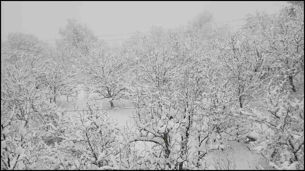 Snowfall Photos-1-2-3-4