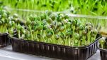 microgreens business indoor farming