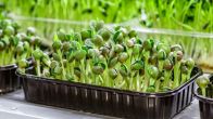 microgreens business indoor farming