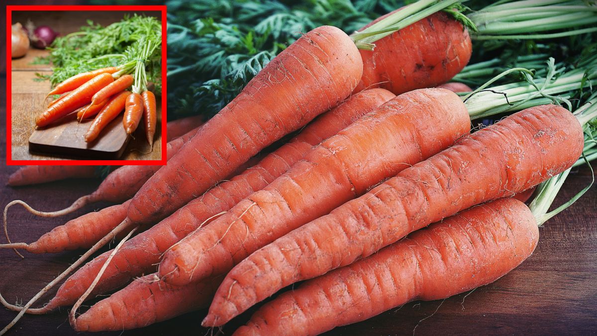 Gujarat Carrots