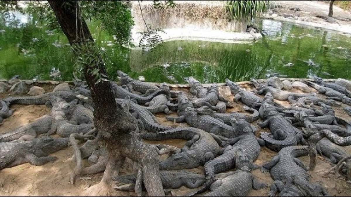 Gujarat Vadodara Vishwamitri River 300 Crocodiles