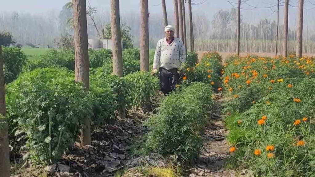 Gurnam Singh with his flower farm