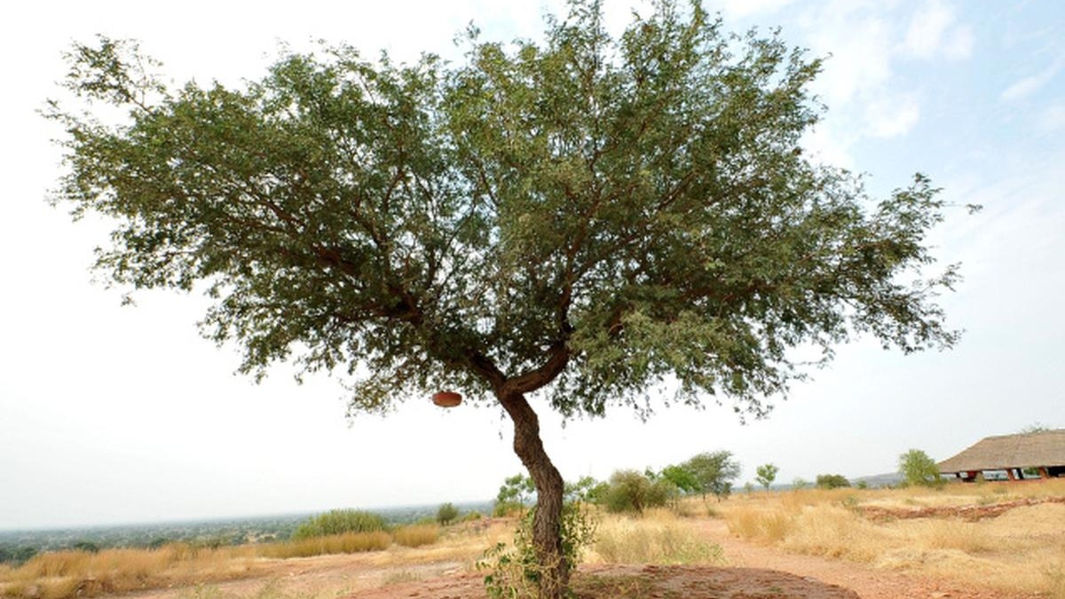 Khejri Tree 