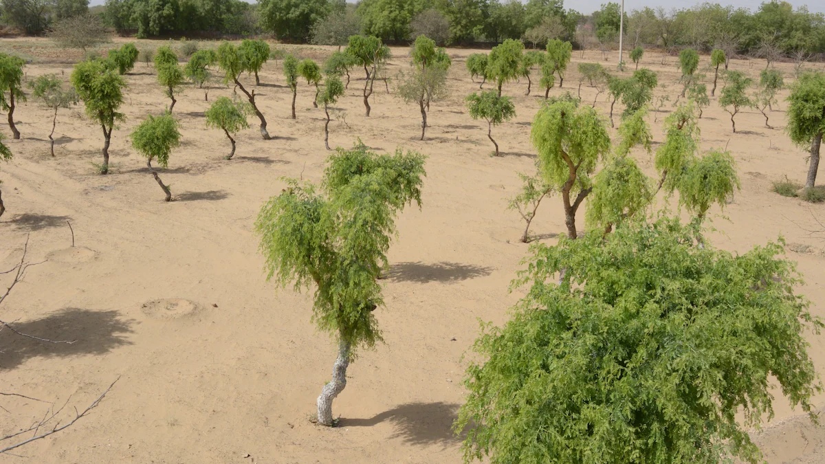 Khejri Tree 