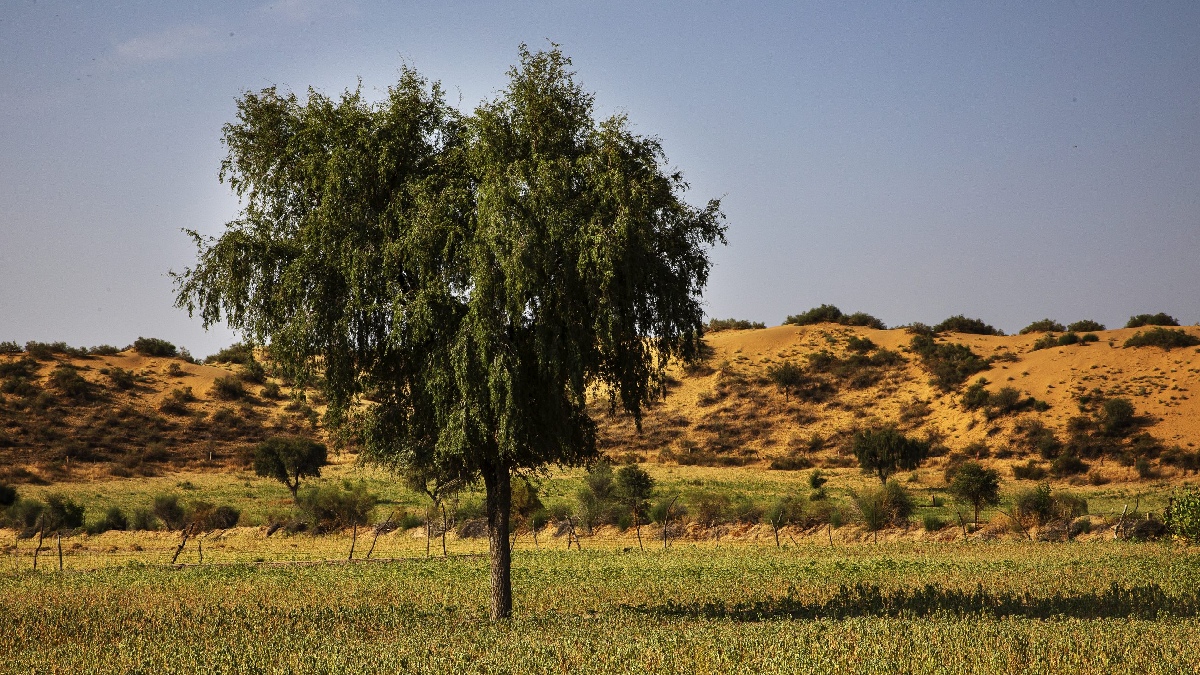 Khejri Tree 