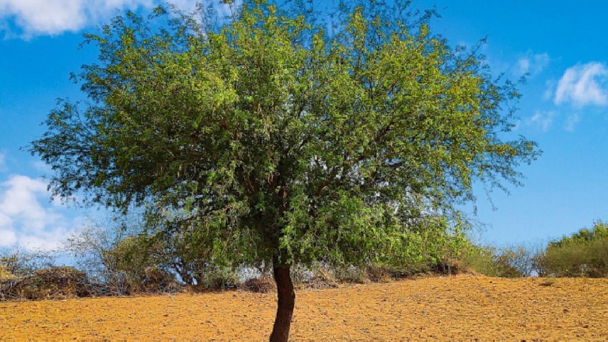 Khejri Tree 