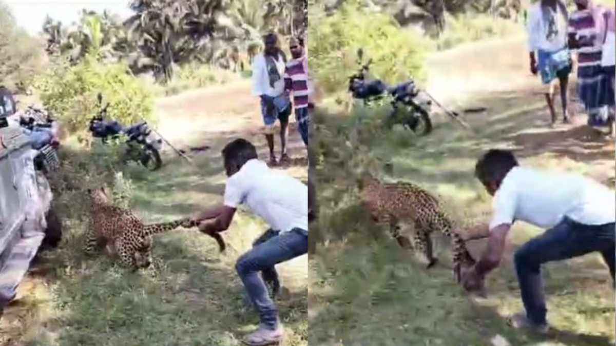 Leopart tail caught video