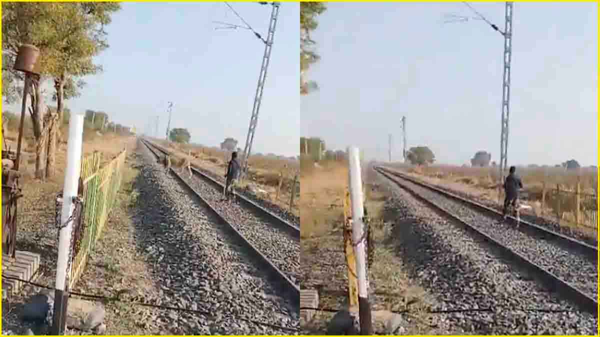 हाथ में ली लाठी और गाय की तरह खदेड़ दिया शेर, फॉरेस्ट गार्ड का वीडियो वायरल