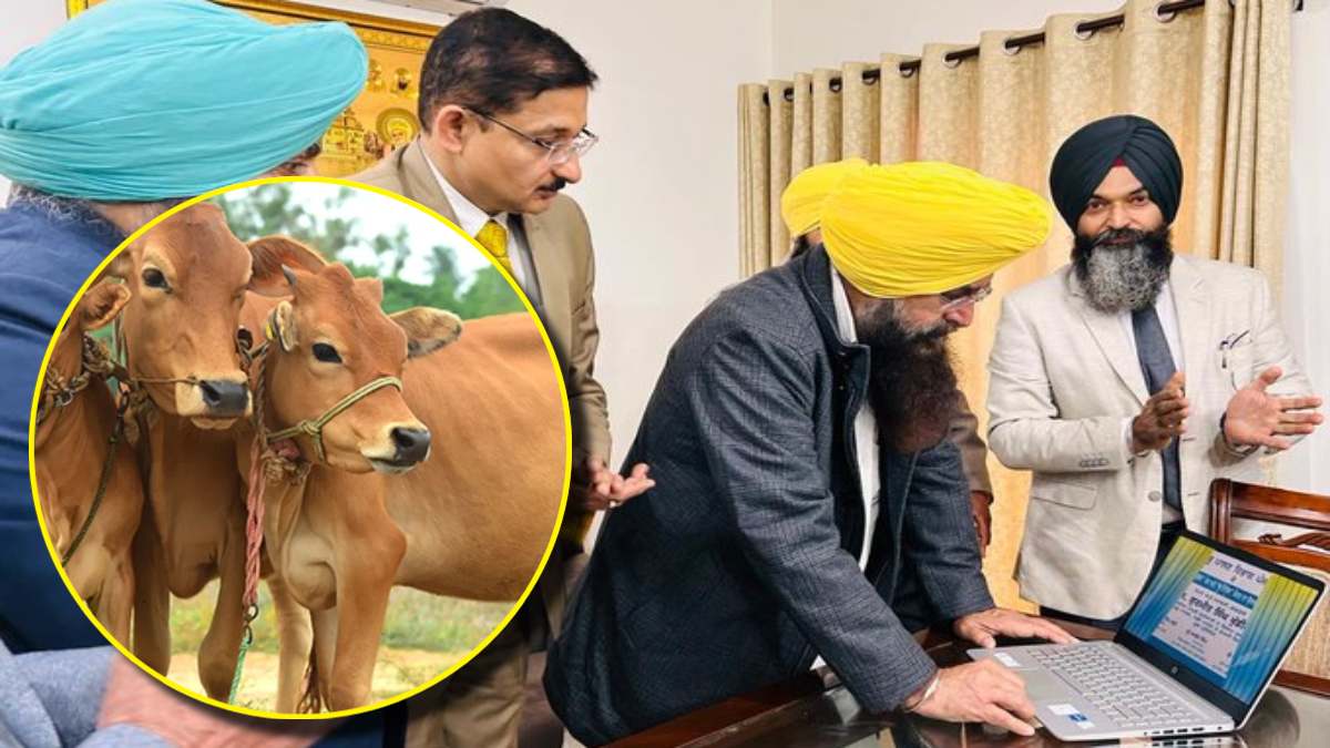 Punjab Govt Big Initiative For Animal Husbandry