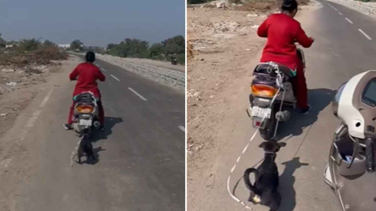 जामनगर में महिला ने चलती स्कूटी के पीछे बांधकर बेजुबान जानवर को घसीटा, वीडियो वायरल