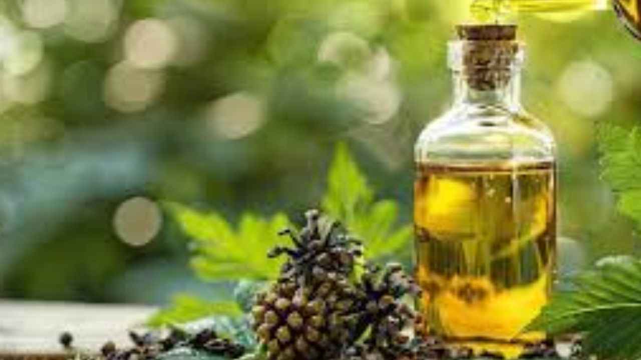 Castor Oil Benefits: बालों के लिए कितना फायदेमंद कैस्टर ऑयल? जानें लगाने का तरीका  