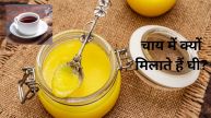 Ghee Tea Benefit: