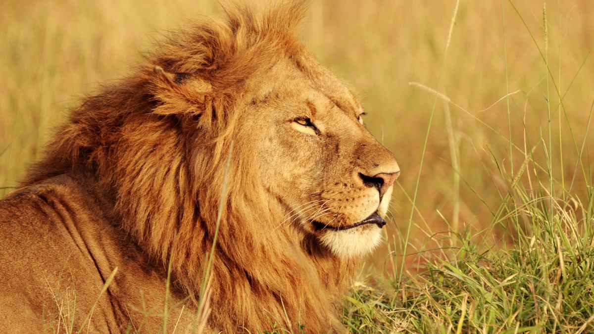 टिकटॉक पर वीडियो बनाना पड़ा भारी, पिंजरे में शेर ने शख्स पर किया हमला, ऐसे बची जान