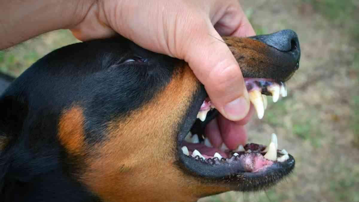 Vaccination लगे कुत्ते का काटना शरीर के लिए कितना खतरनाक? क्या कहते हैं एक्सपर्ट
