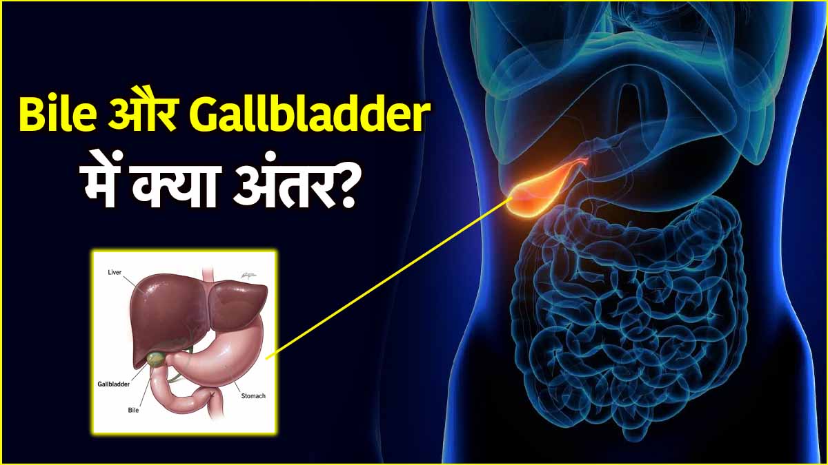 Bile vs Gallbladder