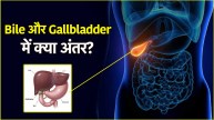 Bile vs Gallbladder