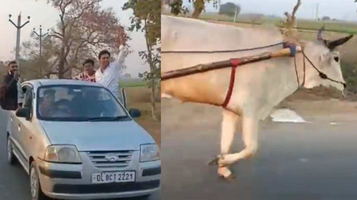 Bullock Cart Stuntbaazi on Highway Viral Video