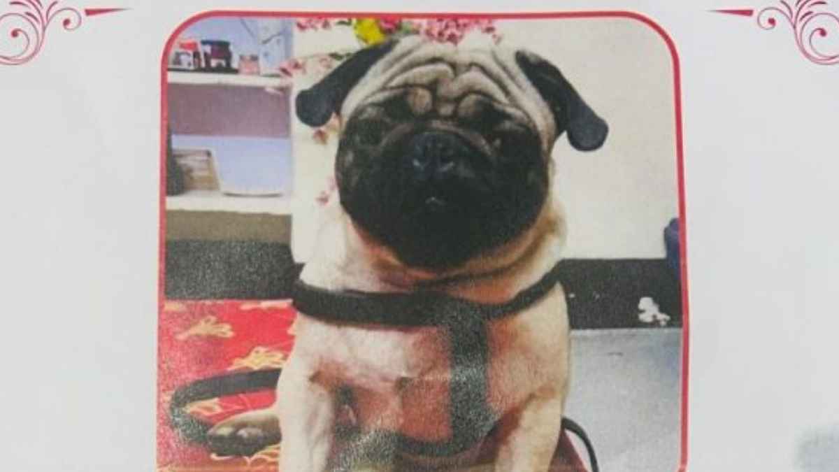 10 हजार रुपये कमाने हैं तो इस कुत्ते को खोजो, छतरपुर में बंटे पालतू डॉग ‘कोको’ के पर्चे
