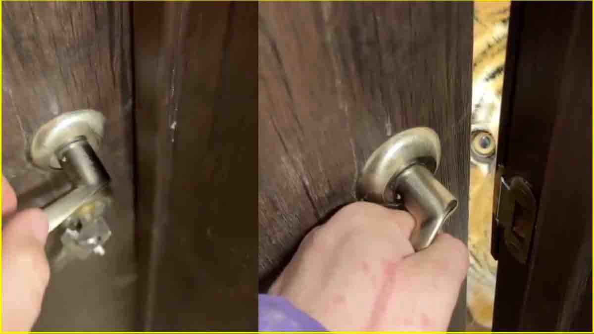 महिला ने दरवाजा खोला तो सामने खड़ा मिला बाघ, जानें फिर क्या हुआ? देखें Viral Video