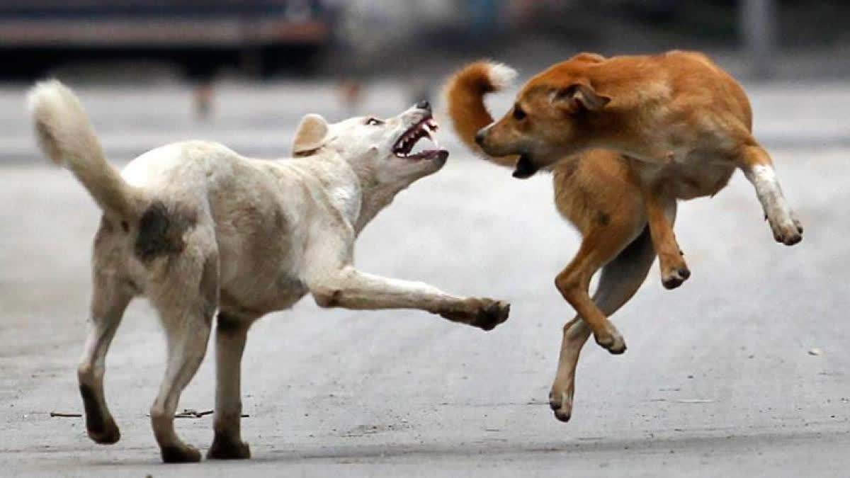 MP Street Dog Attacked 10-Year-Old Boy Private Part