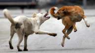 MP Street Dog Attacked 10-Year-Old Boy Private Part