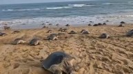 Olive Ridley Turtles