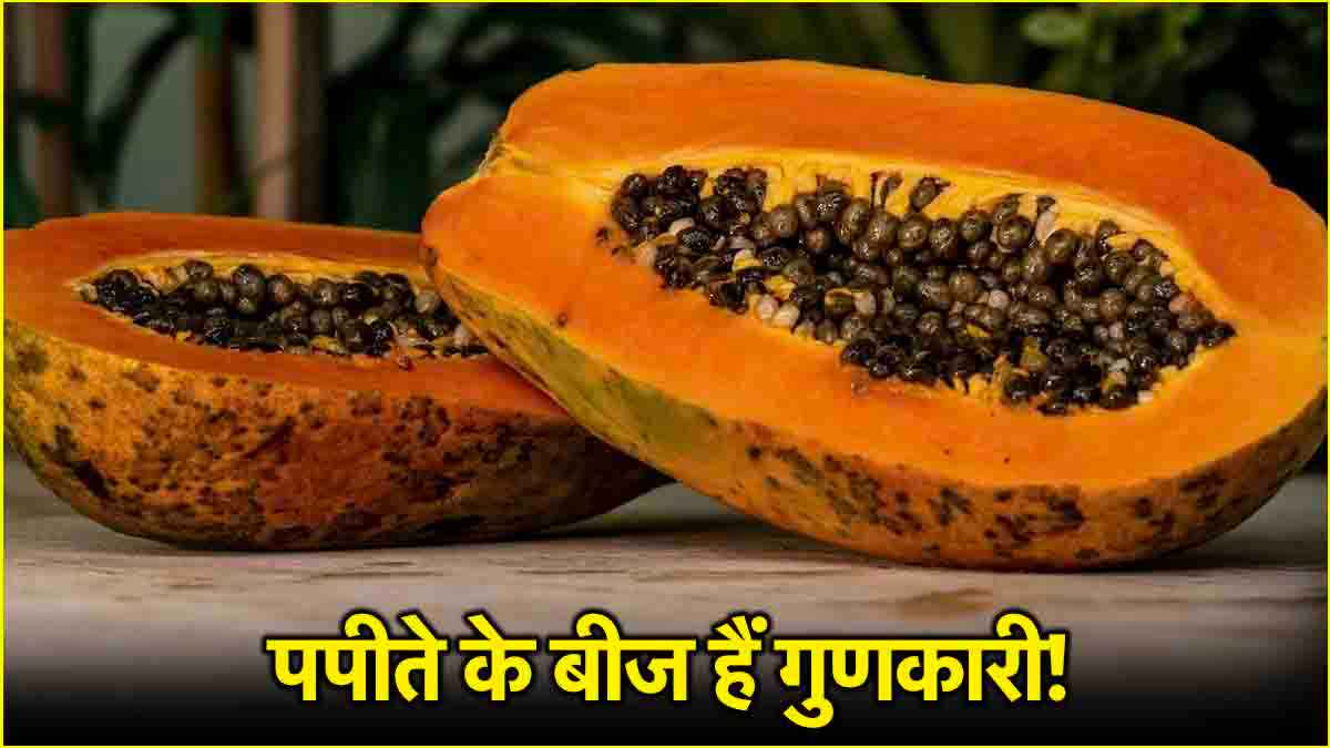 Papaya Seeds Benefits: इस गंभीर बीमारी में रामबाण हैं पपीते के बीज! जानें इसके फायदे