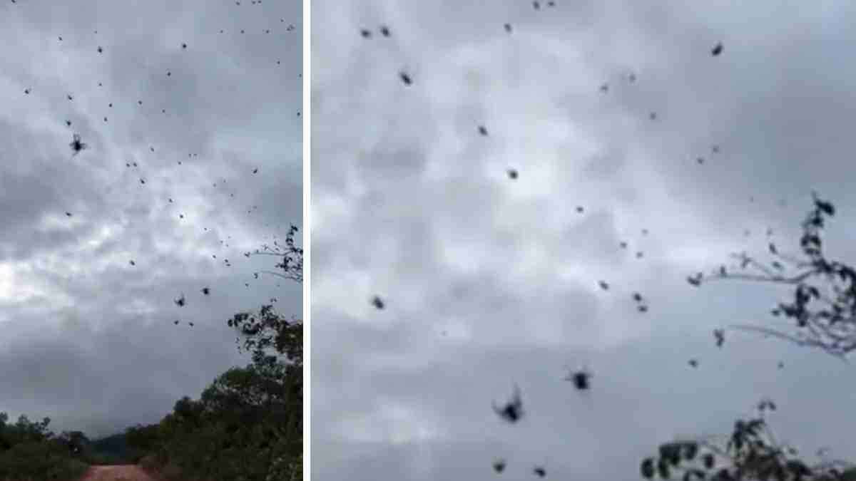Spiders Swarming The Sky In Brazil