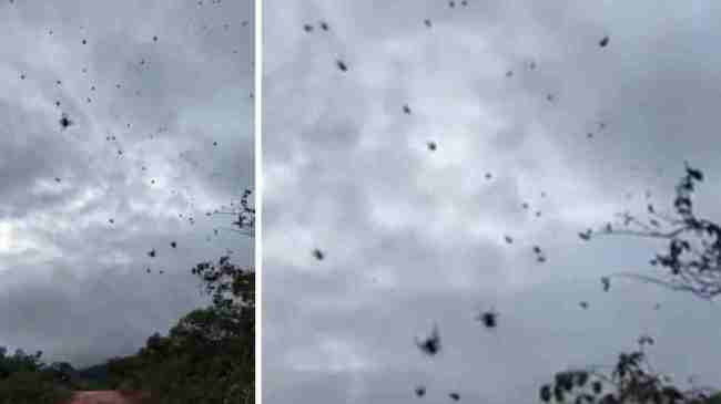 Spiders Swarming The Sky In Brazil
