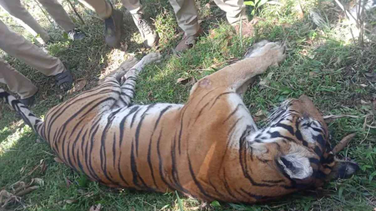 Uttar Pradesh News: हमले से गुस्साए ग्रामीणों ने बाघिन को पीट पीटकर मारा, बेबस रही वन विभाग की टीम