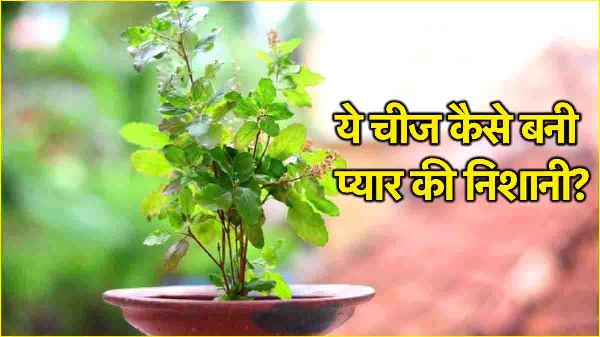 Valentines Week 2025: प्यार से कैसे जुड़ा तुलसी का रिश्ता? दिलचस्प है कहानी