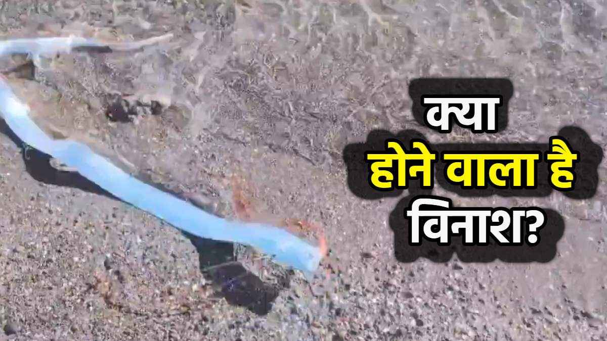 Video Oarfish Swimming Near Mexico Beach
