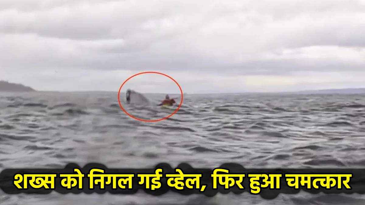 व्हेल ने निगला पर जिंदा बाहर आ गया शख्स, वीडियो देखते ही यूजर्स बोले-ये चमत्कार