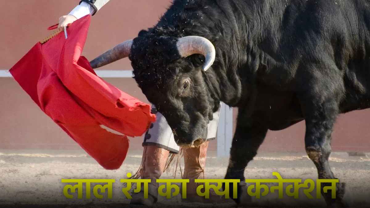 Why Bull Get Angry After Seeing Red Color