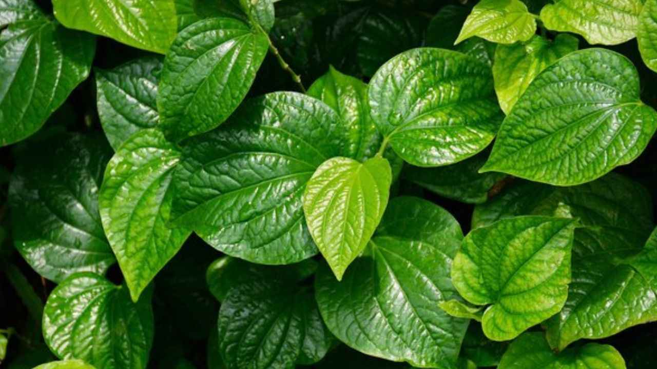 Health Tips: पान के पत्ते के 4 चमत्कारी फायदे, लंबी उम्र जीने का याद रखें सीक्रेट