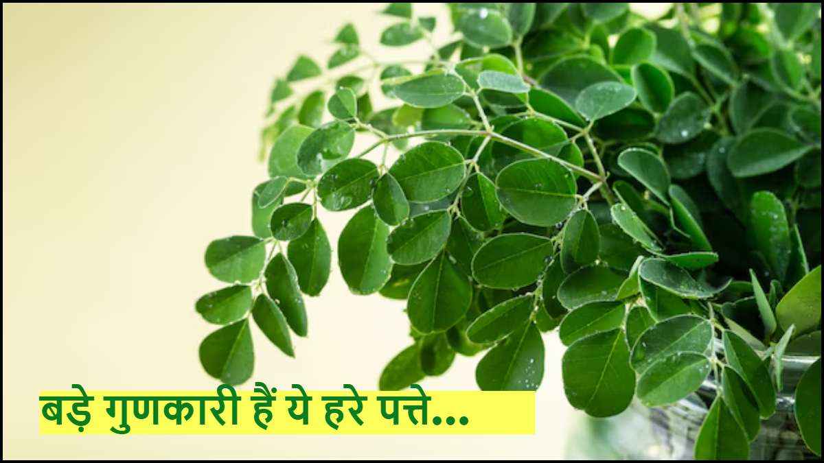 इम्यूनिटी समेत इन 3 समस्याओं में फायदेमंद हैं Moringa के पत्ते! जानें कब और कैसे खाएं?
