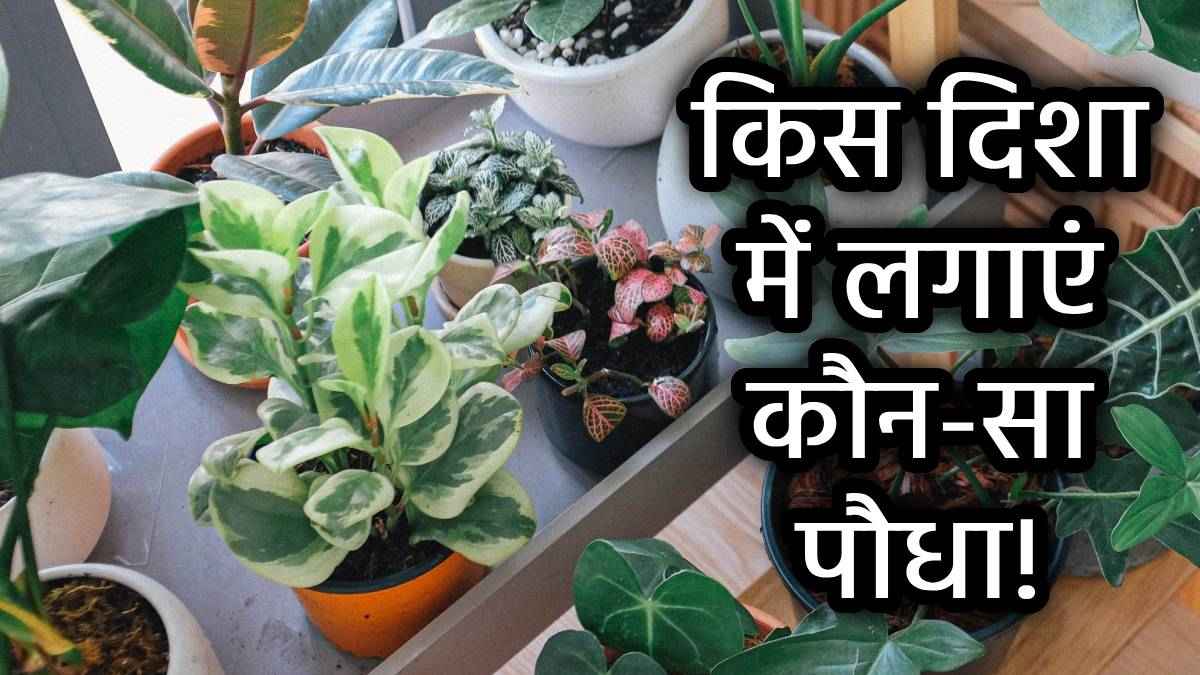 वास्तु के अनुसार ये 10 पौधे हैं बेहद लकी, घर में लगाने से दिन दूनी रात चौगुनी होती है बरकत
