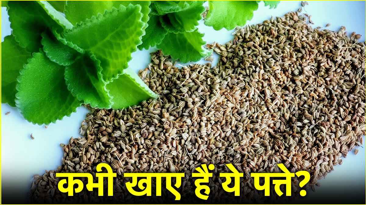 औषधीय गुणों से भरपूर होते हैं अजवाइन के पत्ते, बदलते मौसम में रखेंगे फिट!