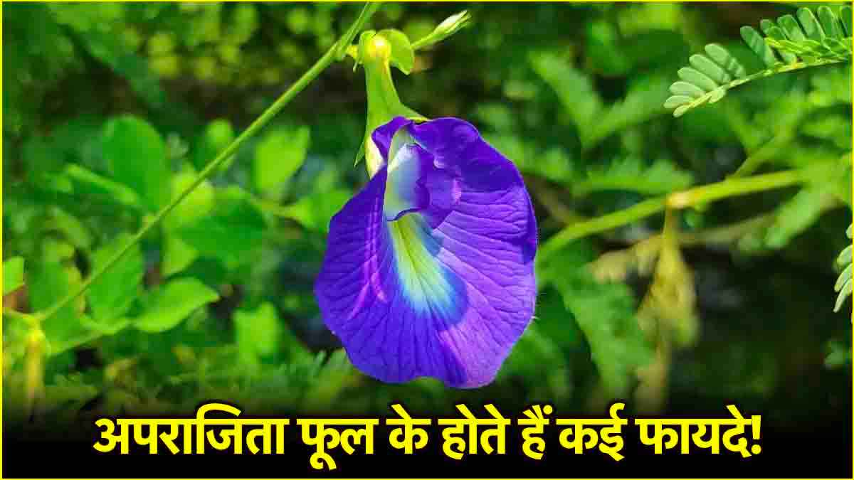 Aparajita Flowers Benefits: अपराजिता फूल के हैं 3 गजब फायदे, ऐसे करें डाइट में शामिल