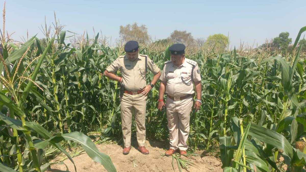 पहले अपहरण, फिर हत्या...अपराधियों ने मक्के के खेत में दफनाया शव, मचा हड़कंप