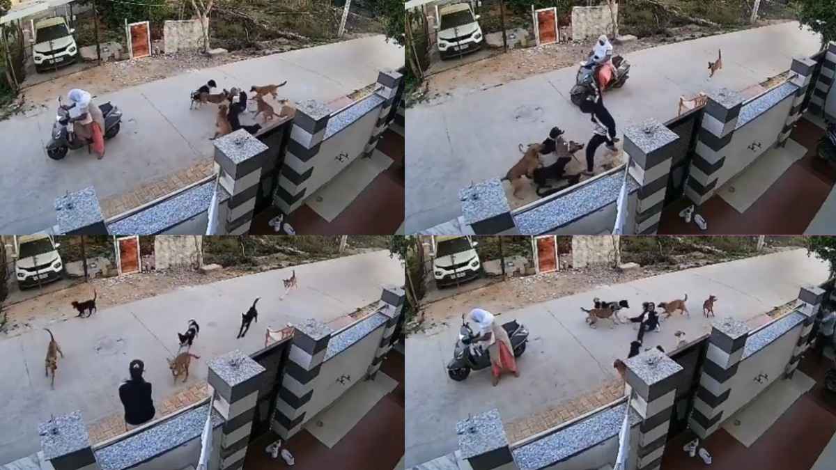 Alwar News: युवती को नीचे गिराकर टूट पड़े 8 कुत्ते, वीडियो में देखें कैसे हुई हालत?