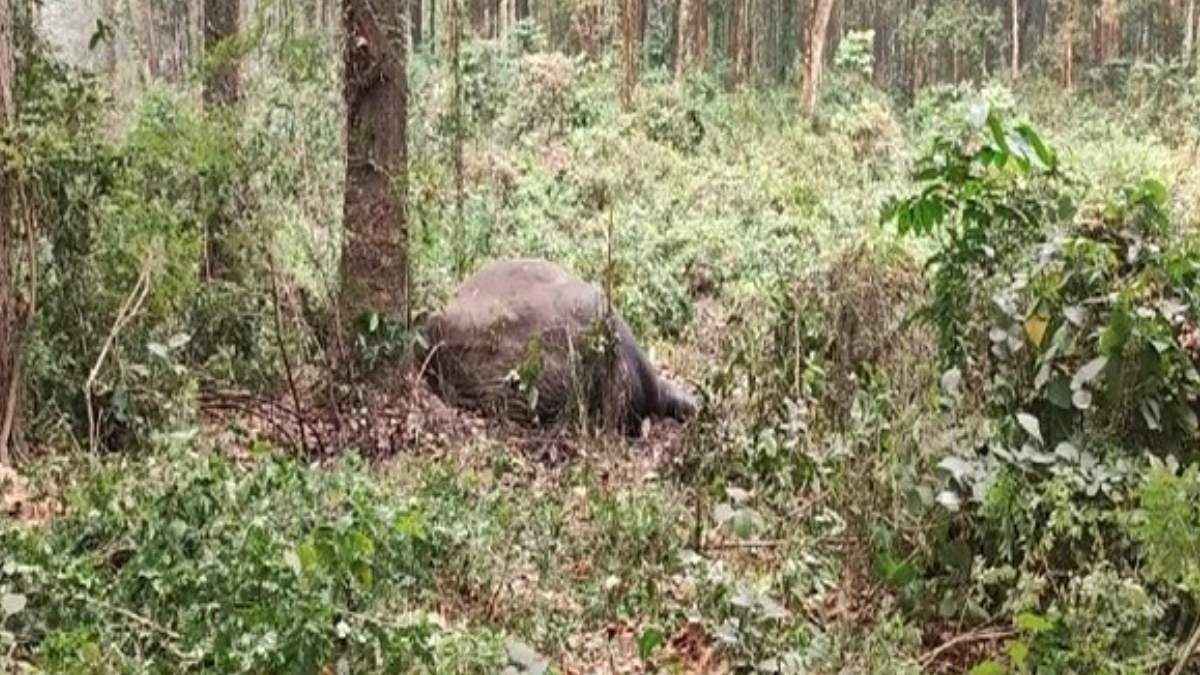 हाथियों के बीच हुआ युद्ध, एक की मौत; वन विभाग ने बताया क्यों हुई लड़ाई