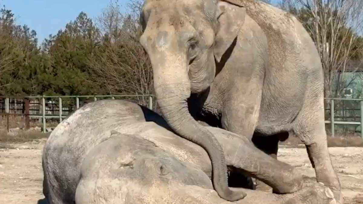 Elephant Viral VIdeo