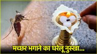 Get Rid of Mosquito