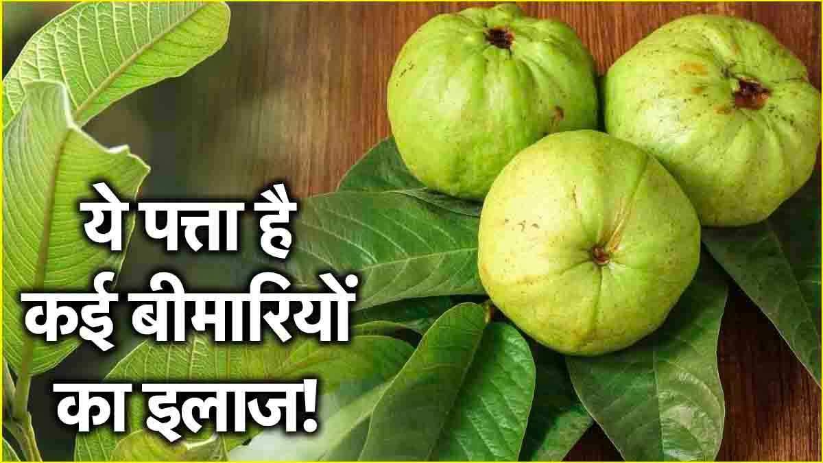 Guava Leaves Benefits: हफ्ते में 3 बार चबाएं ये खास पत्ता! मिलेंगे गजब के फायदे