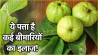 Guava Leaves Benefits