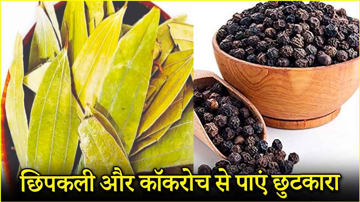 छिपकली और कॉकरोच की छुट्टी कर देंगे ये घरेलू उपाय, आज ही अपनाएं!