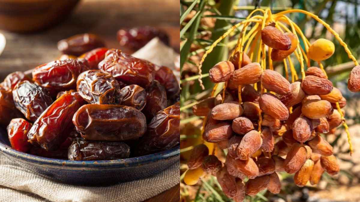 Ramadan 2025: कौन से देश में सबसे ज्यादा खजूर की पैदावार? इससे शरीर को क्या फायदे