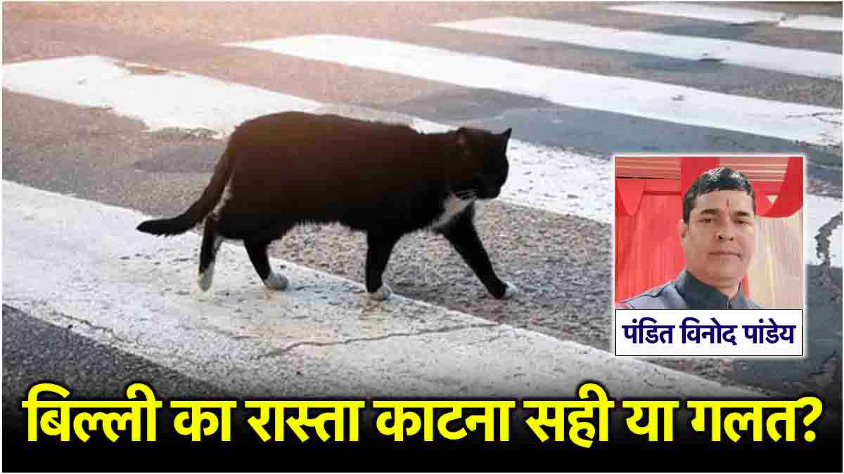 बिल्ली की हत्या पर क्या है सजा का प्रावधान? दोष कितना बड़ा, जानें क्या हैं मुक्ति के उपाय
